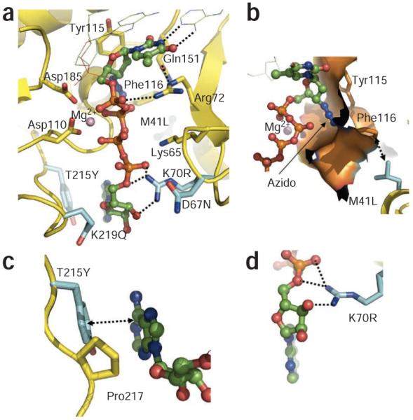 HIV Reverse Transcriptase: Molecular Mechanisms of Inhibition and Resistance