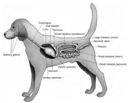 Dog Anatomy Stomach - The Y Guide