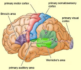 Image result for broca's and wernicke's area