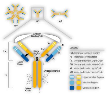 Annotated diagram of immunoglobulin structure