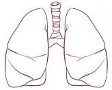 Image result for lungs drawing