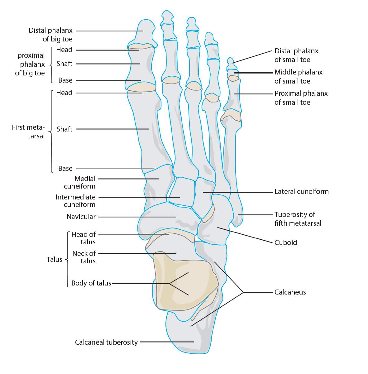 Image result for metatarsal bone of big toe diagram