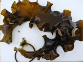 kelp170x128.JPG (170×128)