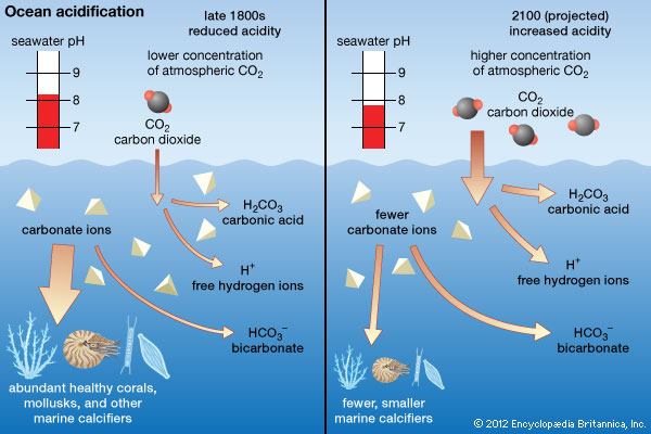 Image result for ocean acidification hydrogen ions