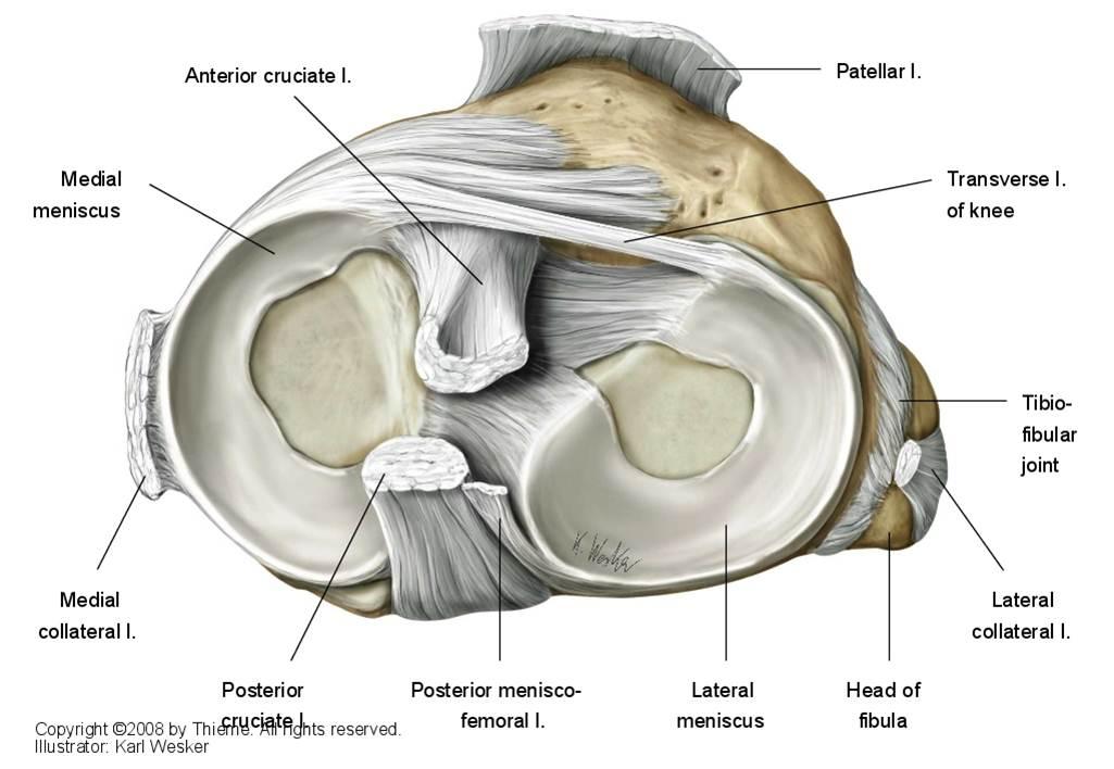 Knee Joint Anatomy, Biomechanics and Development of Knee Molds