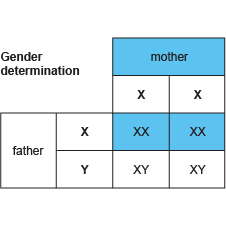 Image result for gender determination