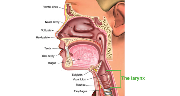 Image result for mouth digestive system