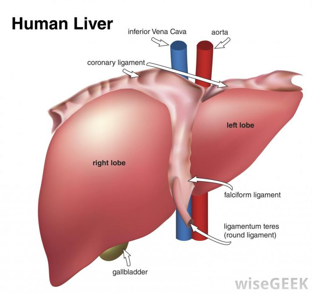 Diagram Of The Liver The Human Liver Diagram Diagram Of Liver In The Human Body Human