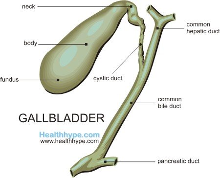 Image result for gallbladder labelled