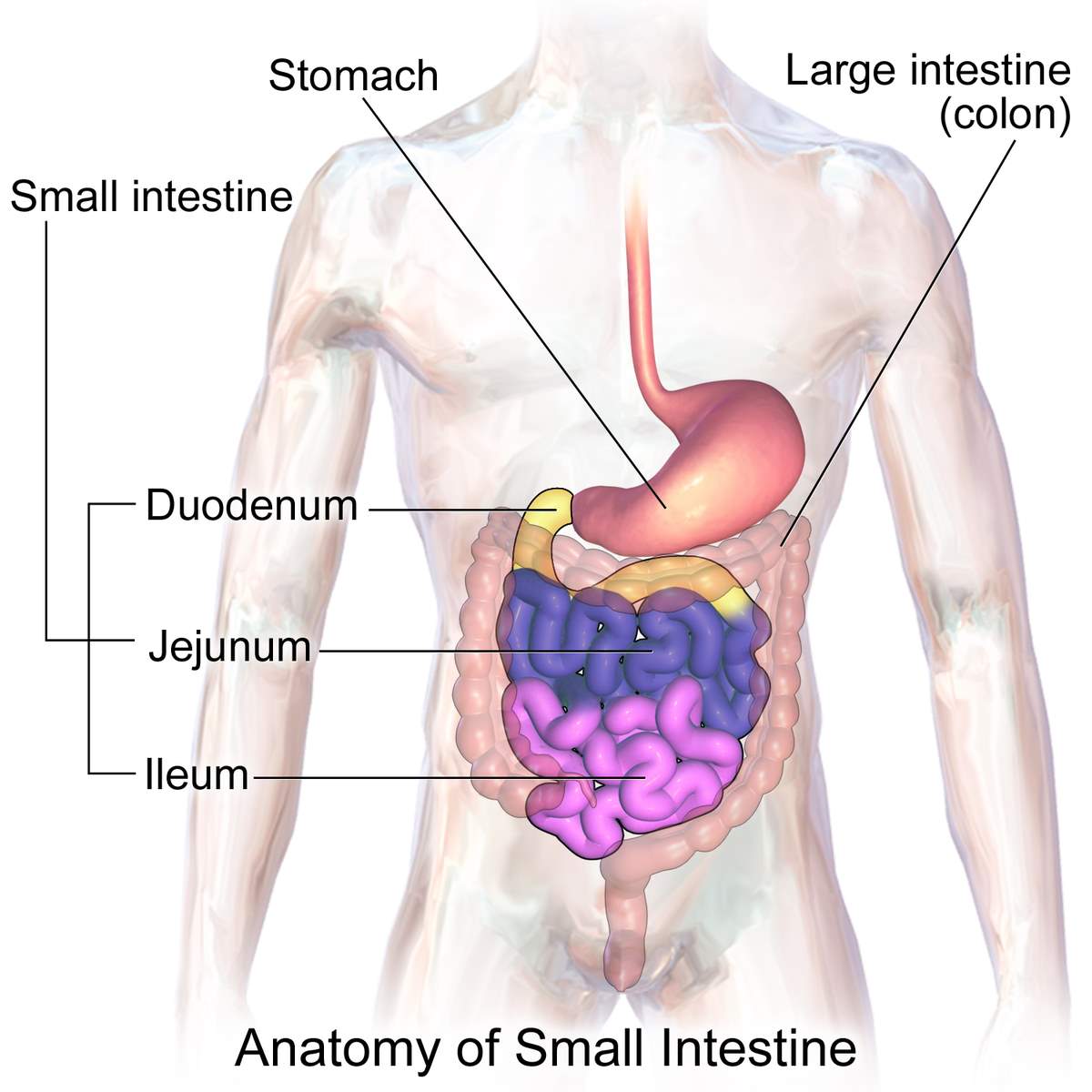 Image result for small intestine