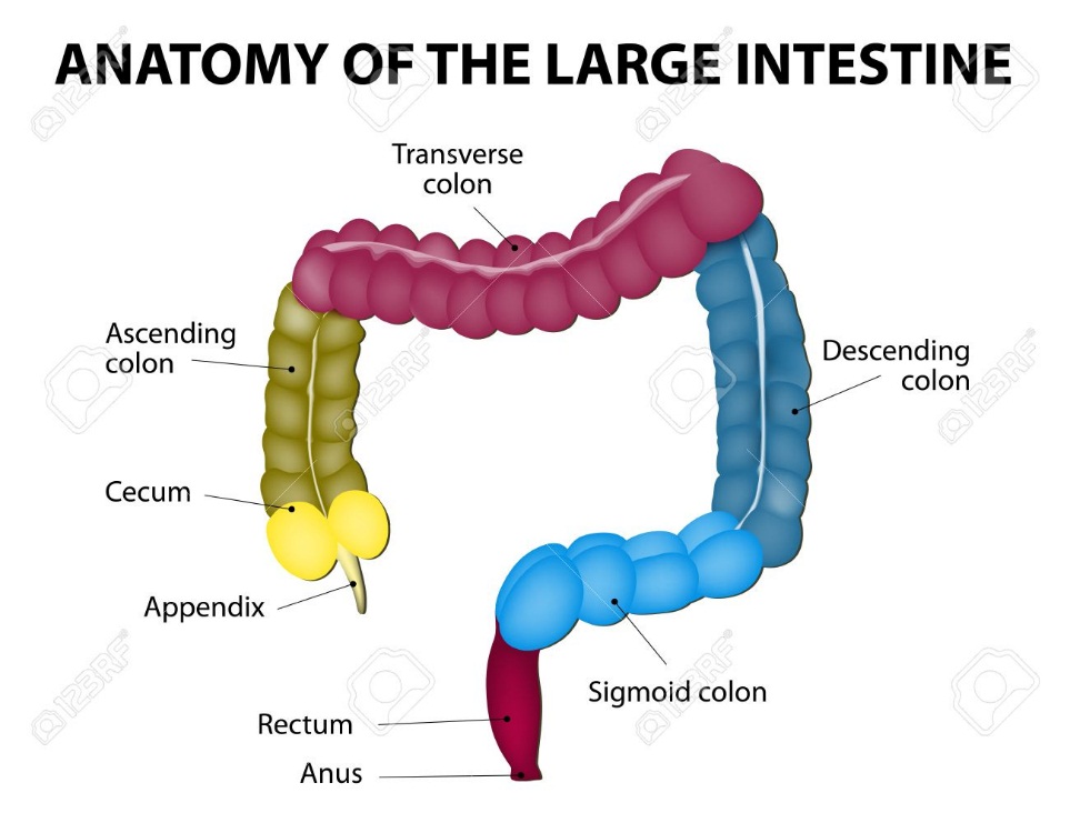 Image result for large intestine diagram labeled