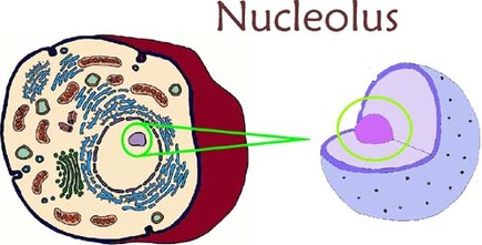 Image result for nucleous