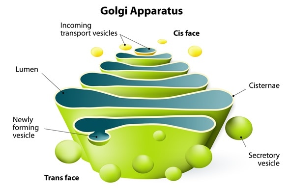 Golgi apparatus. Golgi Complex plays an important role in the modification and transport of proteins within the cell. Image Copyright: Designua / Shutterstock