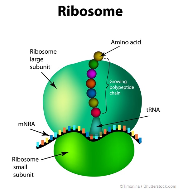 Image result for ribosomes structure