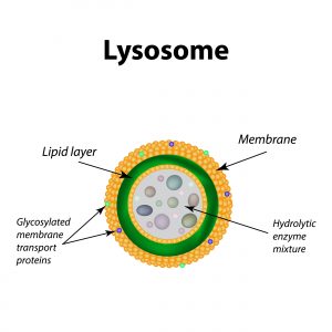 Image result for lysosome structure