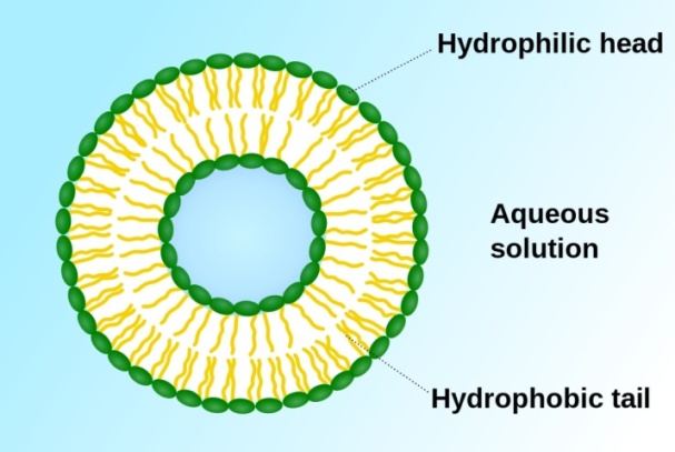 Image result for structure of a vesicle
