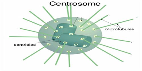 Image result for centrosome