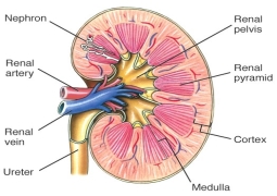 Image result for urinary system for medical students