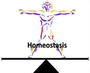 Image result for homeostasis