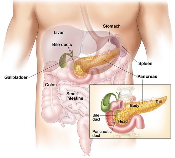 Image result for figure showing anatomical location of pancreas
