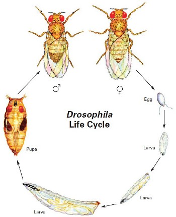 http://modencode.sciencemag.org/img/drosophila/introduction/F1.jpg