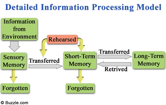 Detailed Model for Information Processing