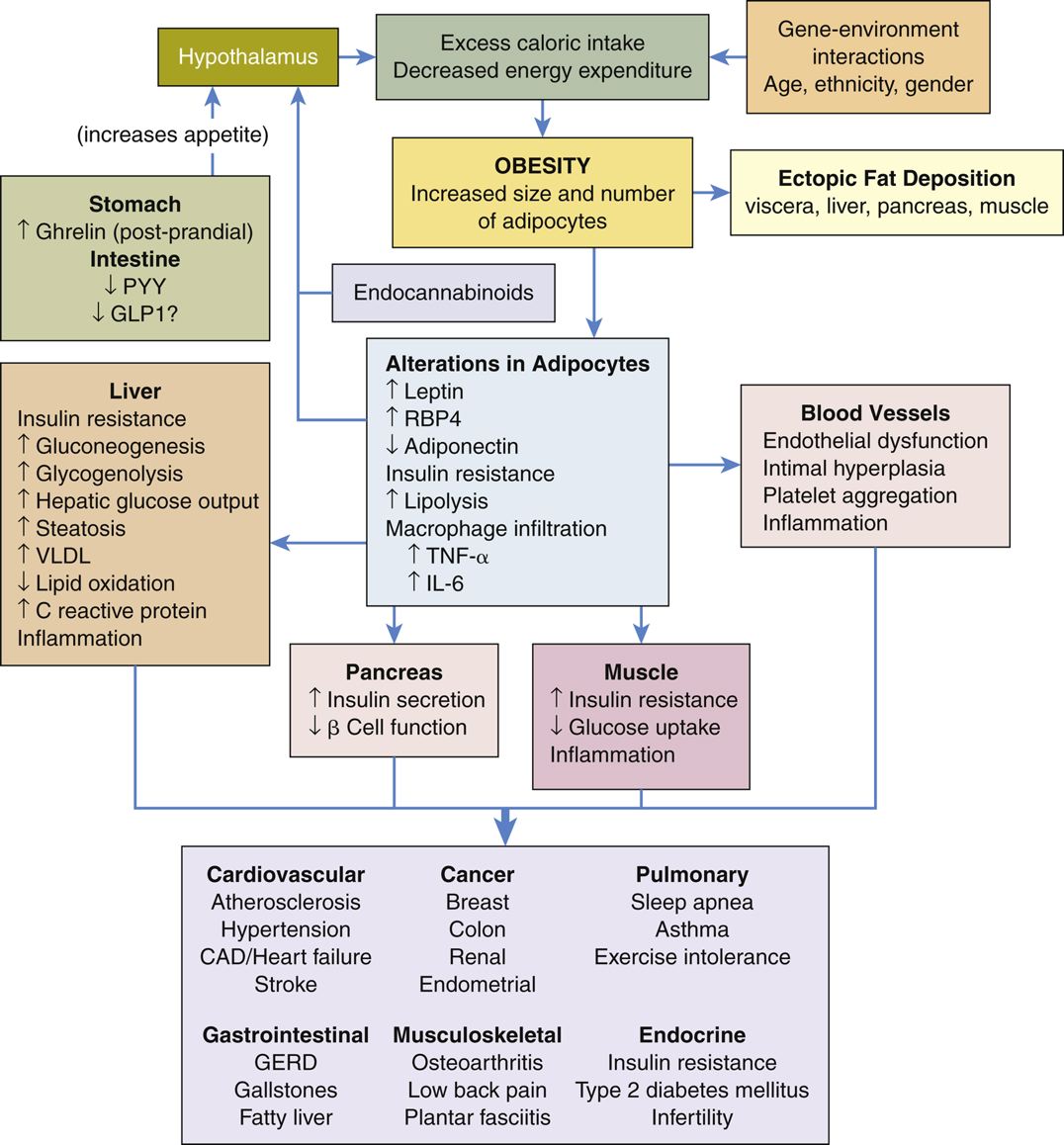Pathophysiology and Common Complications of Obesity